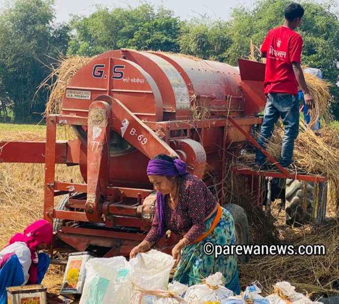 किसानलाई धान भित्र्याउने चटारो, कृषि मजदुरको अभाव