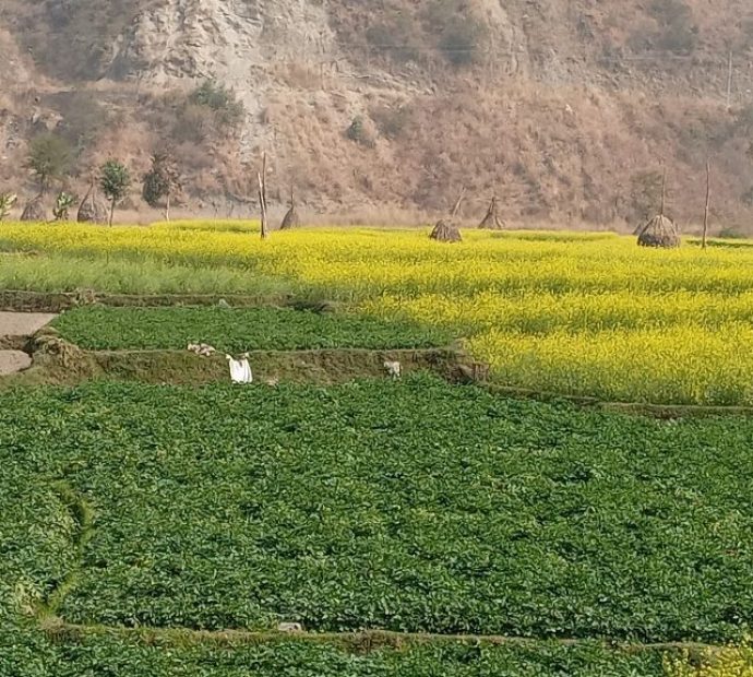 आहा ! ढकमक्क फुलेको तोरी (तस्बिरमा हेरौं)