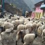 भेडाबाख्रा धपाउँदै लेकतर्फ गोठाला