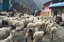 भेडाबाख्रा धपाउँदै लेकतर्फ गोठाला