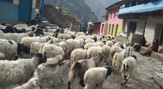 भेडाबाख्रा धपाउँदै लेकतर्फ गोठाला