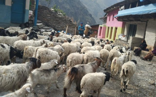 भेडाबाख्रा धपाउँदै लेकतर्फ गोठाला
