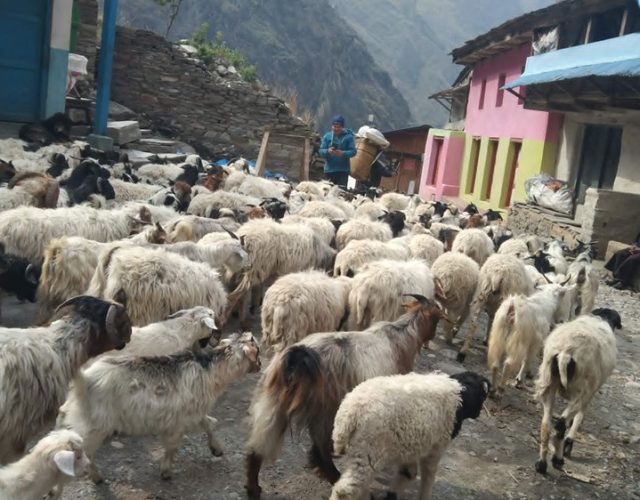 भेडाबाख्रा धपाउँदै लेकतर्फ गोठाला