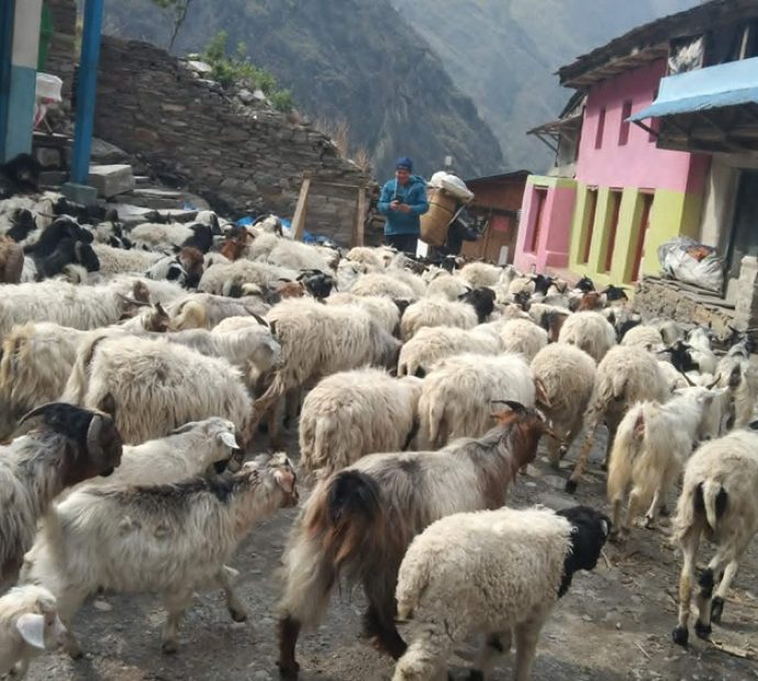 भेडाबाख्रा धपाउँदै लेकतर्फ गोठाला