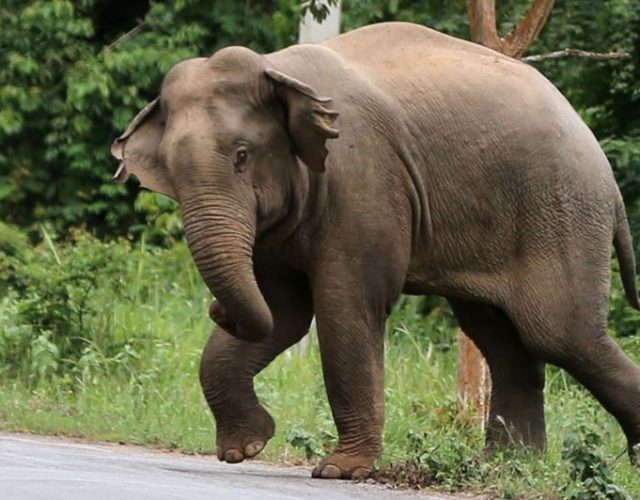 झापामा आतंक मच्चाउने २२ हात्ती भारत लागे