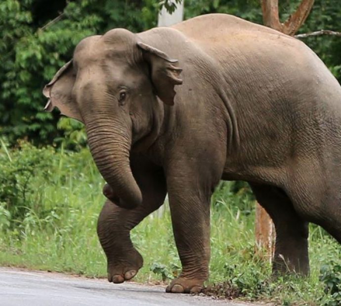 हात्तीको आक्रमणबाट एकको मृत्यु