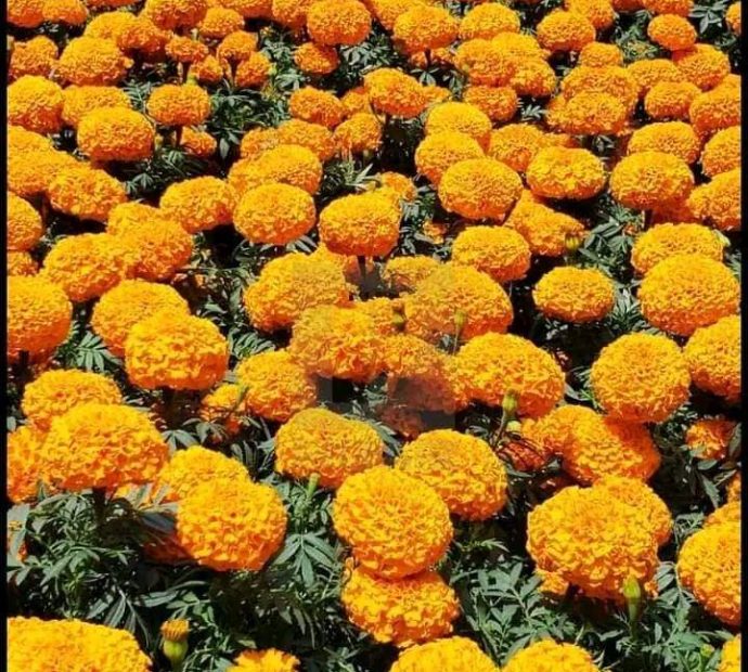 चितवनमा रास्वपाको ‘सयपत्री फूल’ रोप्ने अभियान