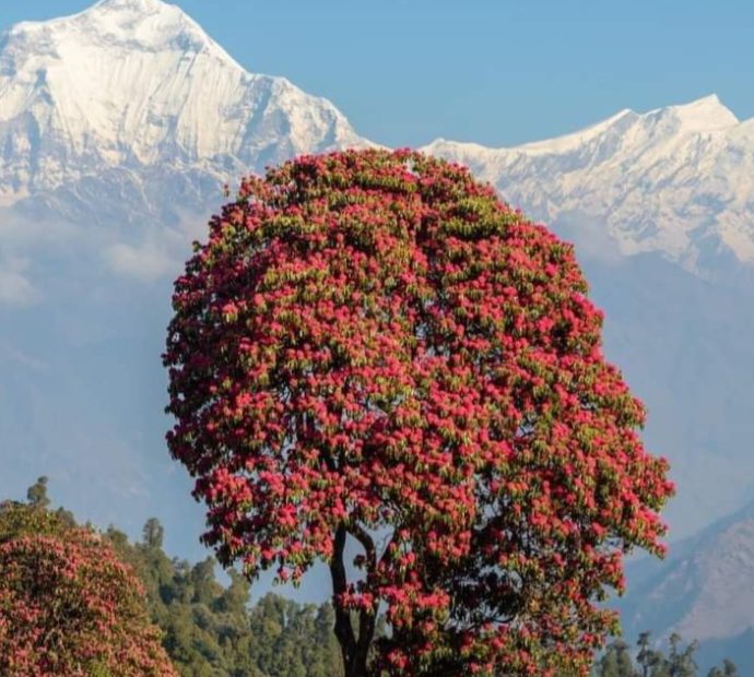 वनपाखामा ढकमक्क लालीगुराँस