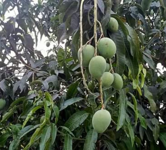 आँप टिप्न हिडेका २ जनाको ट्याक्टर दुर्घटनामा मृत्यु