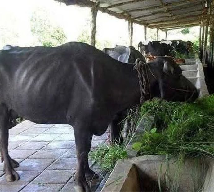 दूध बेचेर मासिक एक लाख बचत