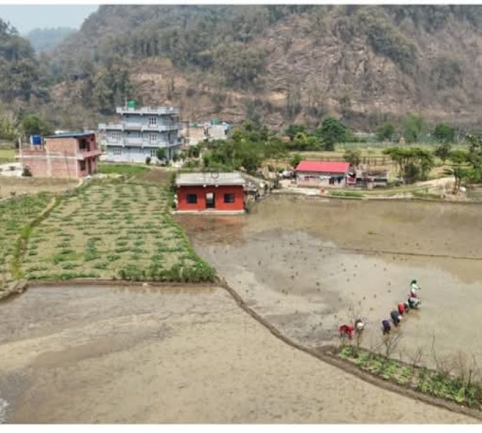 चैते धानखेतीमा किसानलाई आकर्षित गर्न अनुदान