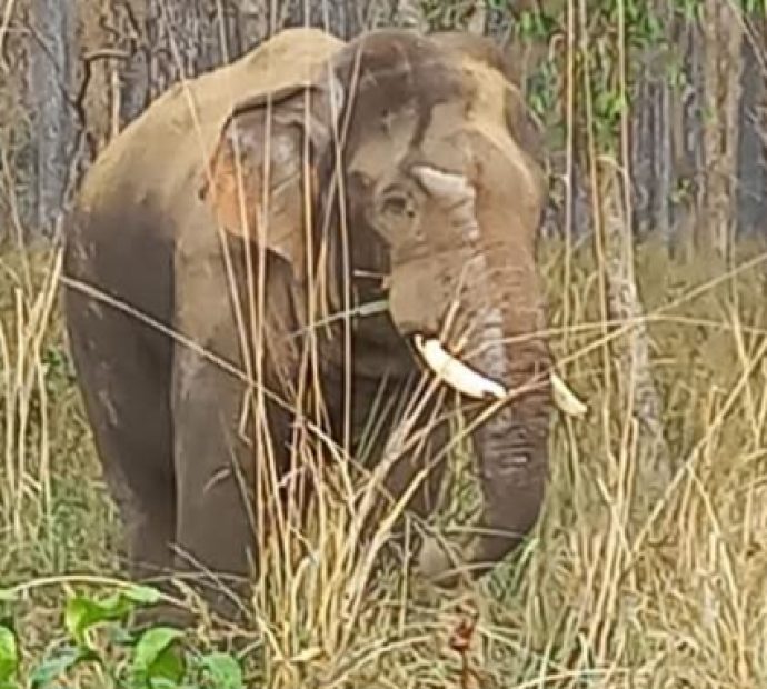 मकै जोगाउन खेतमै सुतेका किसानको हात्तीको आक्रमणबाट मृत्यु
