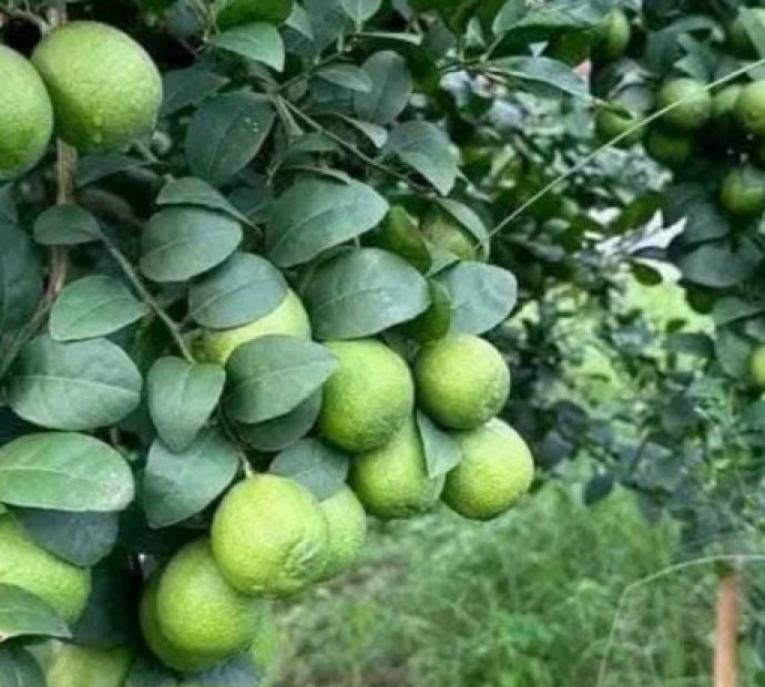 कागती खेती कसरी गर्ने ?