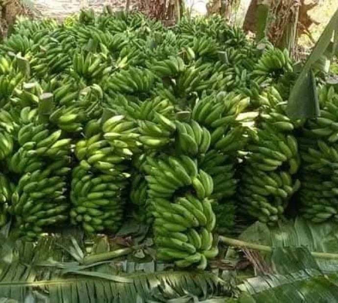 छठसम्म नेपाली केराले धान्ने, आयात नगर्न आग्रह