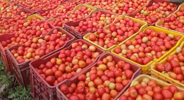 पाकिस्तानमा ७ सय रुपैयाँ किलो गोलभेँडा