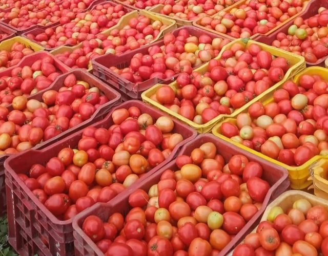 पाकिस्तानमा ७ सय रुपैयाँ किलो गोलभेँडा