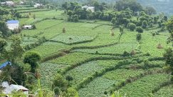 पन्ध्र कट्ठामा तरकारीखेती गरेर वार्षिक ५ लाख आम्दानी