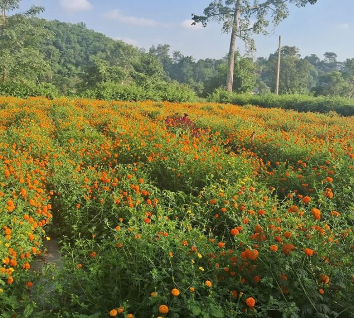 फूलखेतीबाट बार्षिक आठ लाख कमाइ