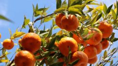 तनहुँका कृषकले सुन्तला बेचेर ४५ करोड कमाए