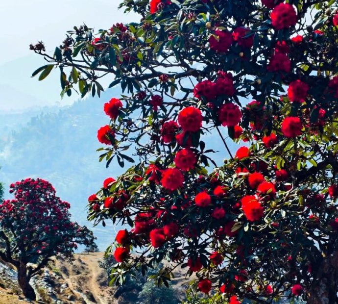 ‘मुन्दुम पदमार्ग’ क्षेत्रमा ढकमक्क गुराँस