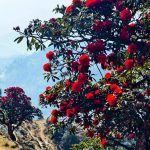 ‘मुन्दुम पदमार्ग’ क्षेत्रमा ढकमक्क गुराँस