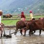 आज धान दिवस : दही चिउरा खाएर असार १५ मनाइँदै