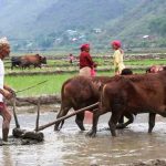 आज धान दिवस : दही चिउरा खाएर असार १५ मनाइँदै