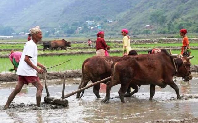 आज धान दिवस : दही चिउरा खाएर असार १५ मनाइँदै