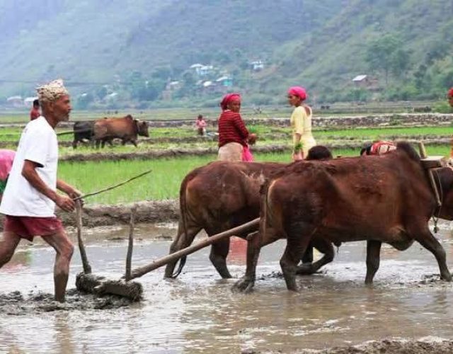 आज धान दिवस : दही चिउरा खाएर असार १५ मनाइँदै