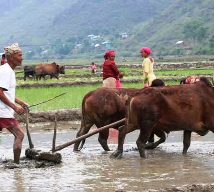 आज धान दिवस : दही चिउरा खाएर असार १५ मनाइँदै