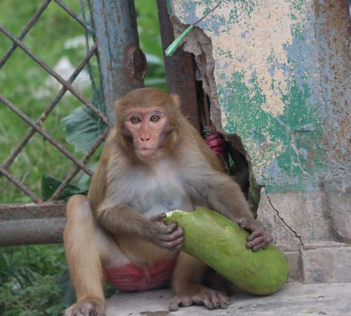 धरानमा बाँदरको बिगबिगी (तस्वीरहरु)