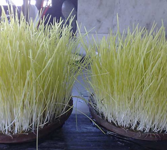 आज घटस्थापना, घरघरमा जमरा राखिँदै