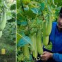 रेमबहादुरको लोभलाग्दो काक्रो खेती