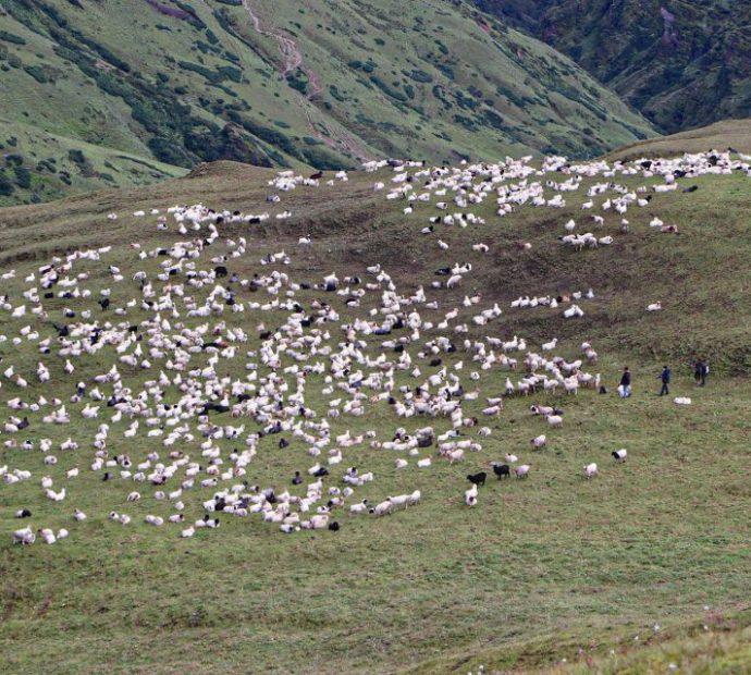 बर्खा छल्न लेक उक्लिँदै गोठाला