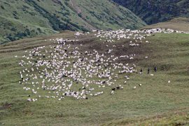 बर्खा छल्न लेक उक्लिँदै गोठाला