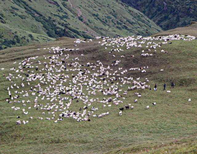 बर्खा छल्न लेक उक्लिँदै गोठाला