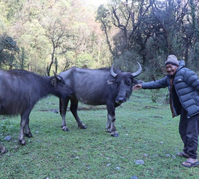 हराउन थाले घुम्ती गोठ र भैँसी पालन