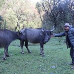 हराउन थाले घुम्ती गोठ र भैँसी पालन