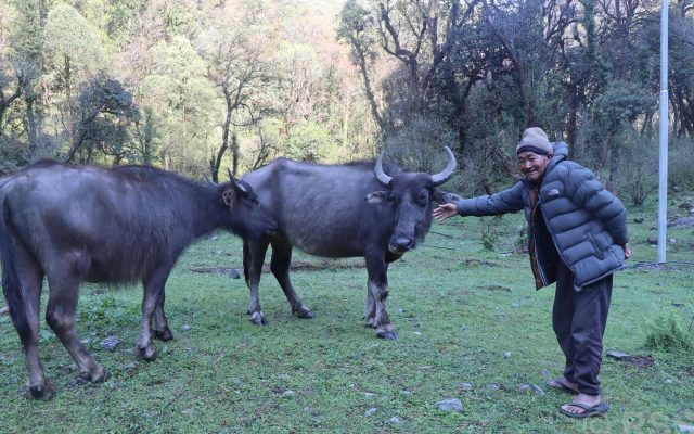हराउन थाले घुम्ती गोठ र भैँसी पालन