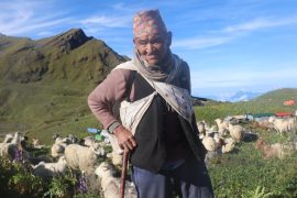 ७० वर्षदेखि हिमालको फेदीमा भेडागोठालो