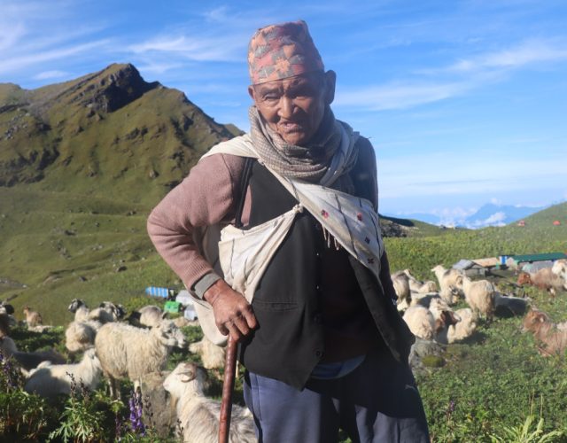 ७० वर्षदेखि हिमालको फेदीमा भेडागोठालो