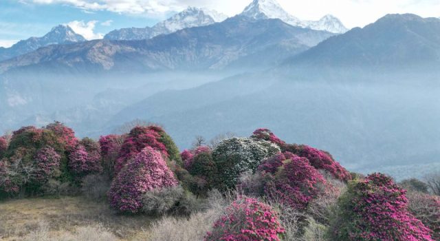 नयाँ वर्षमा घुम्टेमा ‘गुराँस उत्सव’