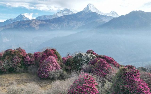 नयाँ वर्षमा घुम्टेमा ‘गुराँस उत्सव’