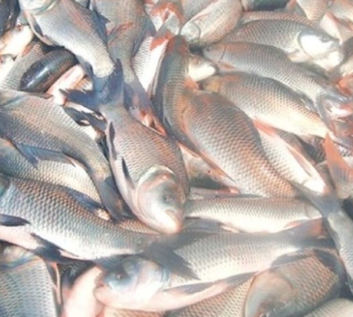 सङ्कटमा रिग्दी खोलाका असला माछा