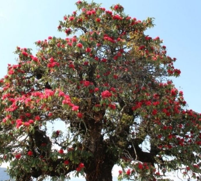 माघमै ढकमक्क फुल्यो लालीगुराँस
