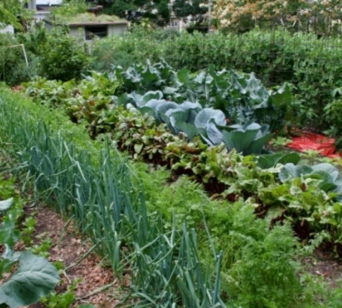 पर्वतका युवाको सामूहिक तरकारी खेती