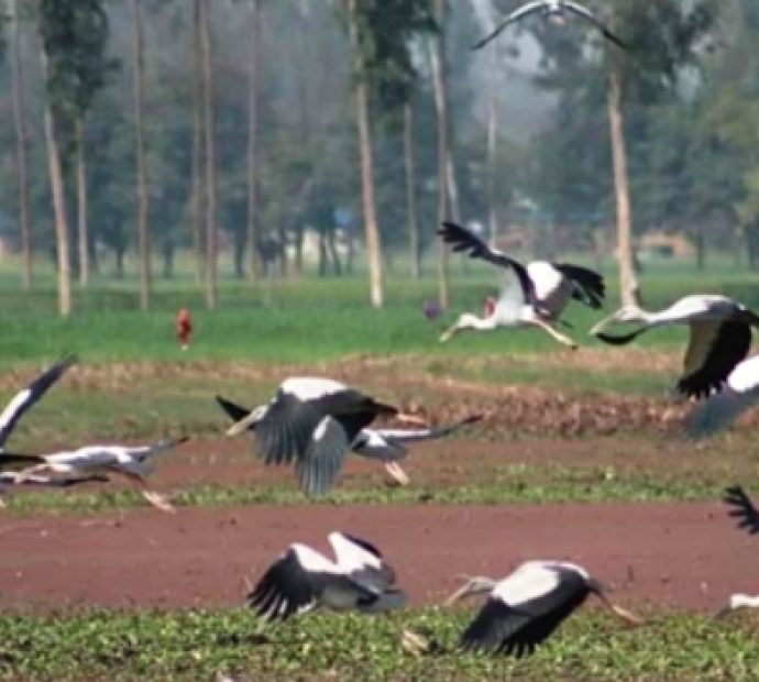 संरक्षणको प्रतीक्षामा पर्यापर्यटनको अनुपमस्थल पुरैनी ताल