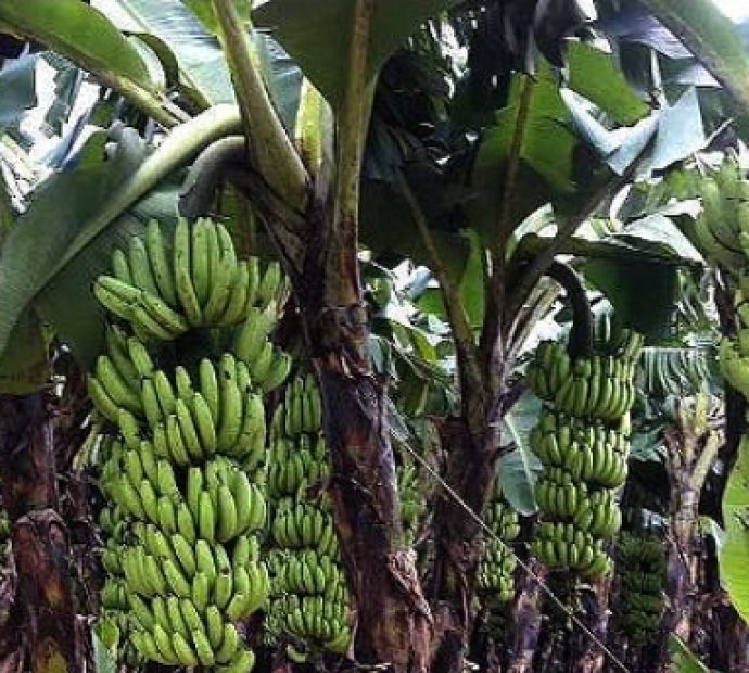 धान फल्ने खेत मासेर व्यावसायिक केराखेती