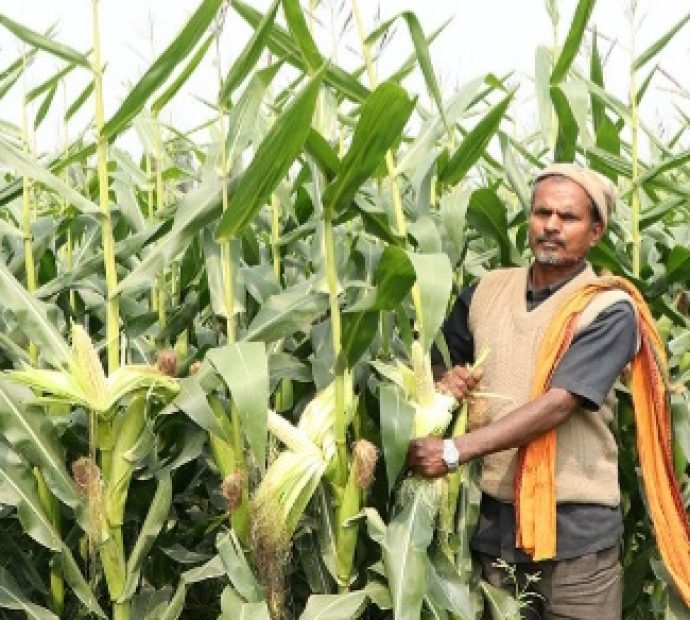 मकैमा दाना नलागेपछि किसान चिन्तित