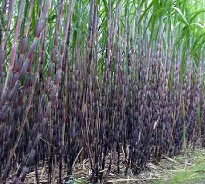 गुल्मीका किसान उखुखेतीतर्फ आकर्षित